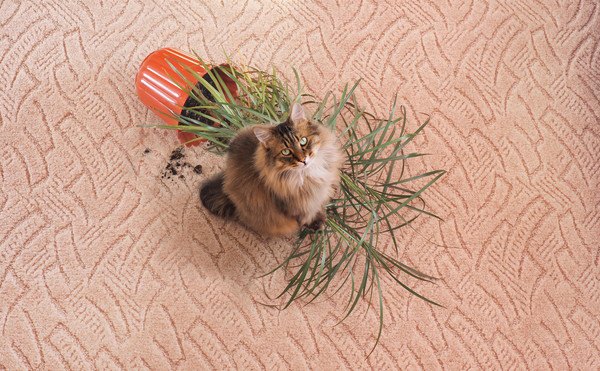 植木鉢にイタズラした猫