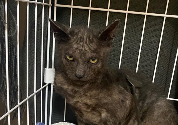 警戒する猫の顔