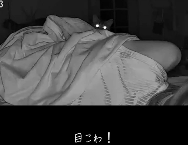 目だけ光る猫
