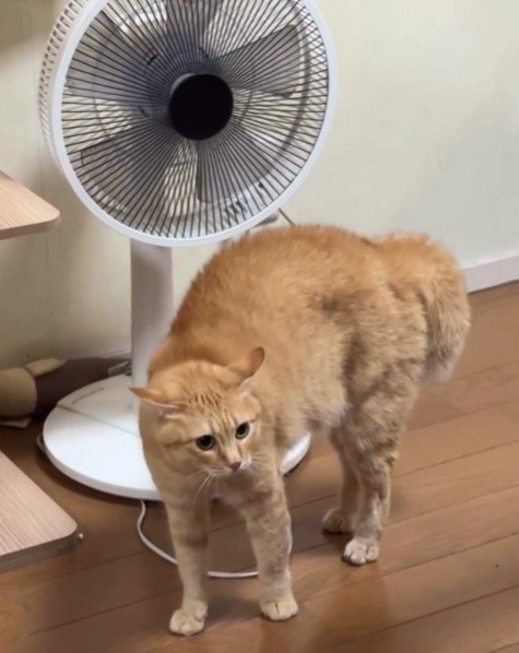 威嚇している猫