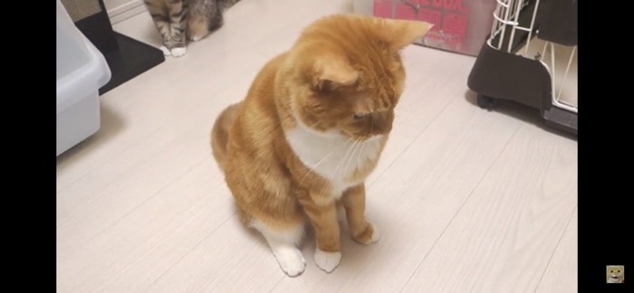 うつむく猫