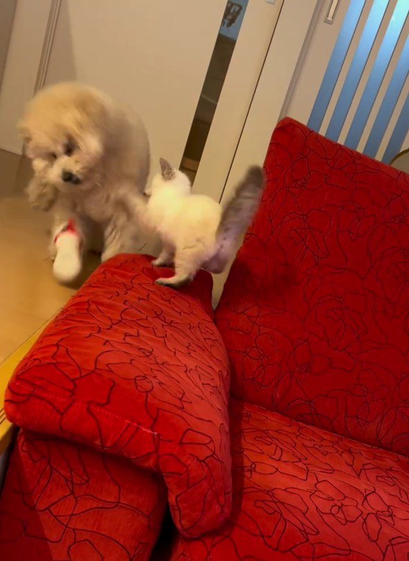 犬に猫パンチをする猫