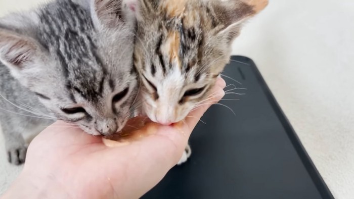 おやつを食べる子猫