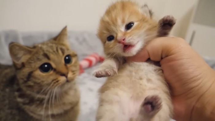 目が開いた子猫