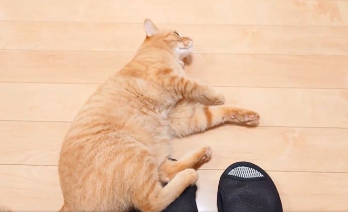 飼い主の足元へ転がり込む猫