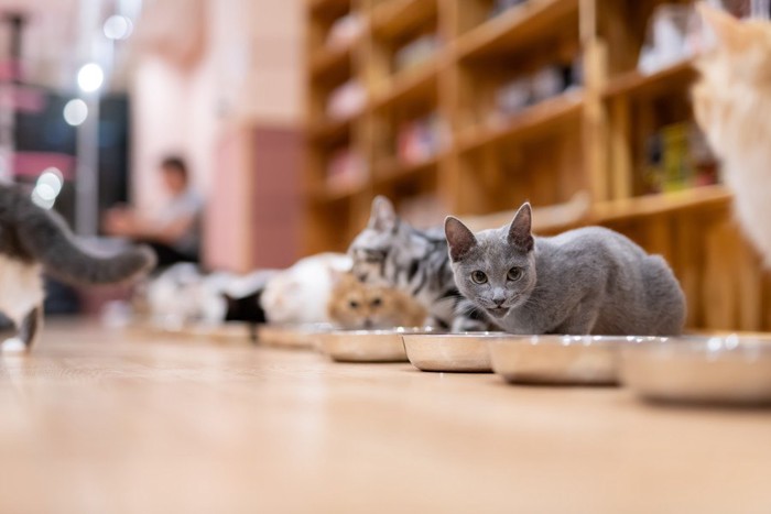 猫カフェのごはん風景