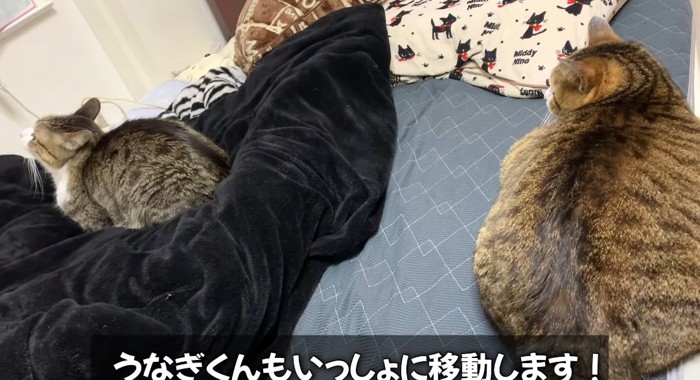 ベッドの上の猫