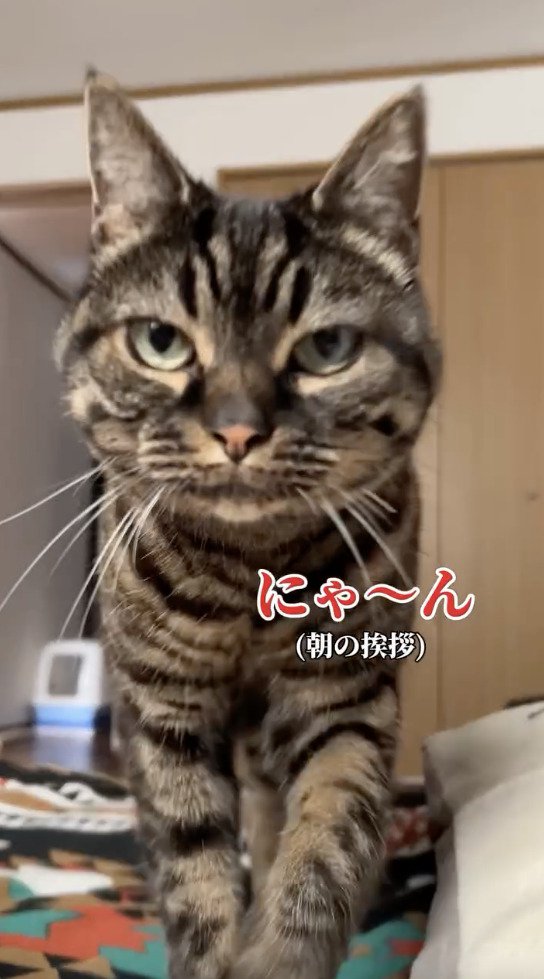 朝の挨拶をする猫