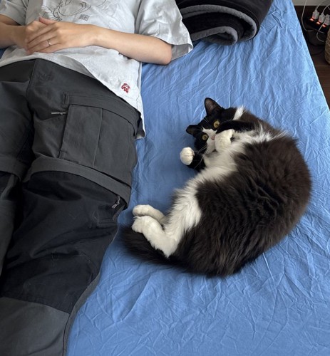 寝転ぶ白黒猫