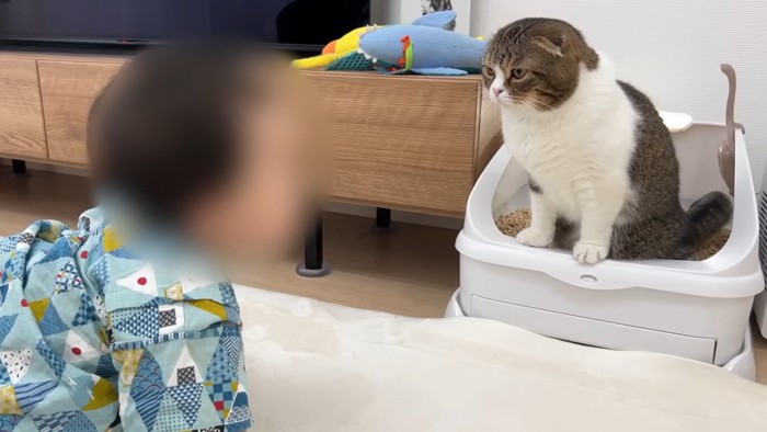 トイレに入っている猫