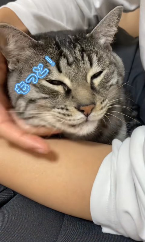 膝の上で撫でてもらっている猫「もっと！」
