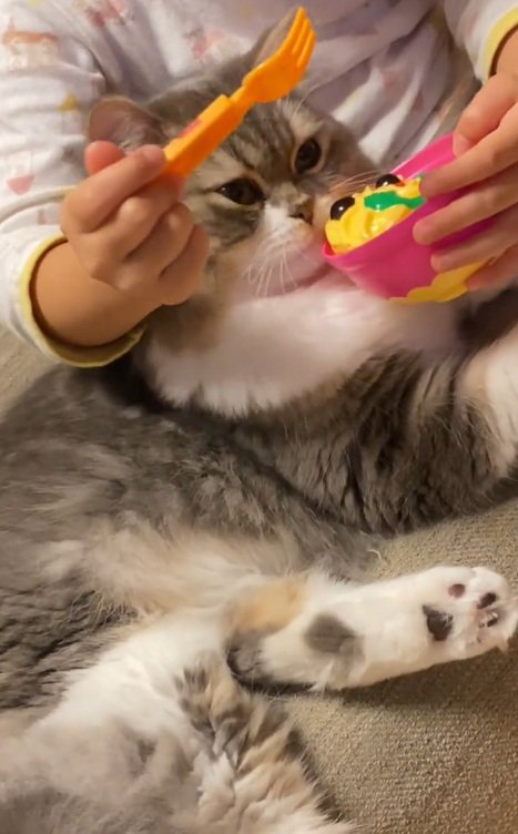 おもちゃのご飯をみつめるスコティッシュフォールド