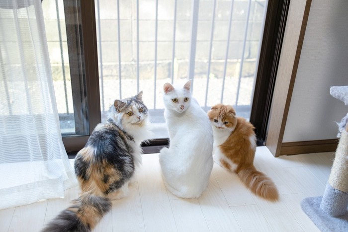 振り向く3匹の猫