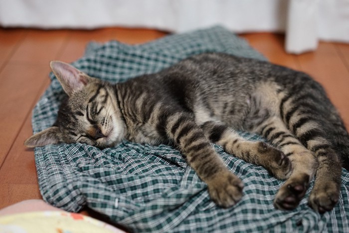 居心地が良さそうな猫