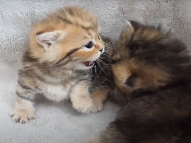 嫌がる子猫