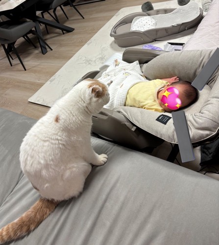 座って赤ちゃんを見る猫