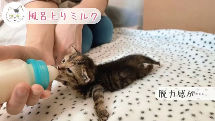 ミルクを飲む子猫