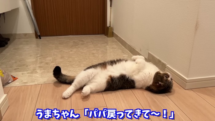 玄関でヘソ天になる猫