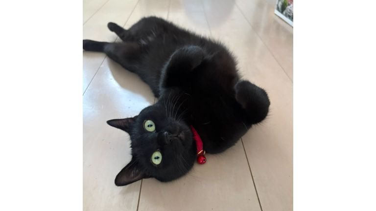 室内にいる猫