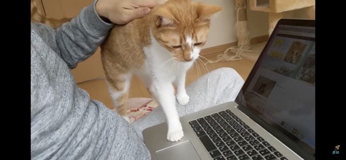 パソコンに乗る猫