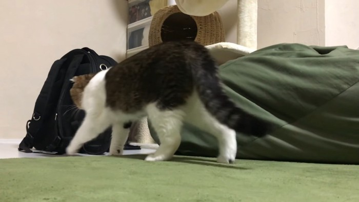 猫の後ろ姿