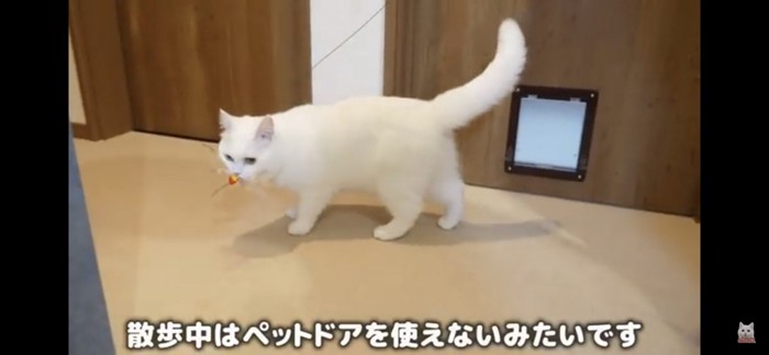 キャットドアは不可