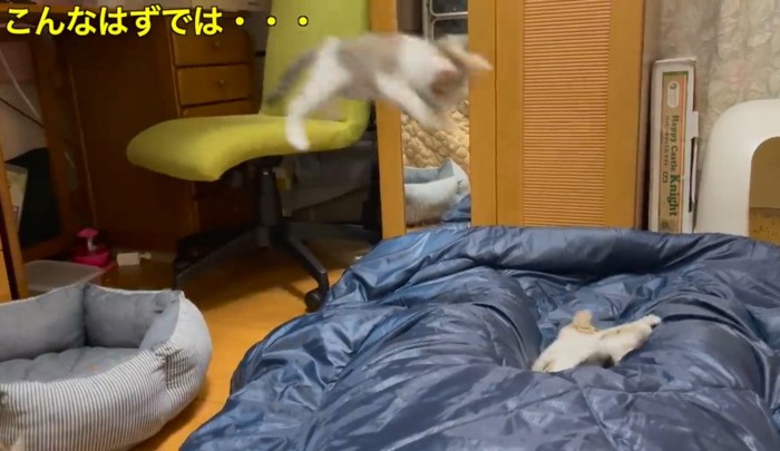 寝ている飼い主に向かって椅子の上からジャンプする子猫