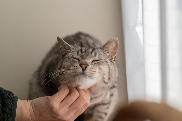 顎の下を撫でられる猫