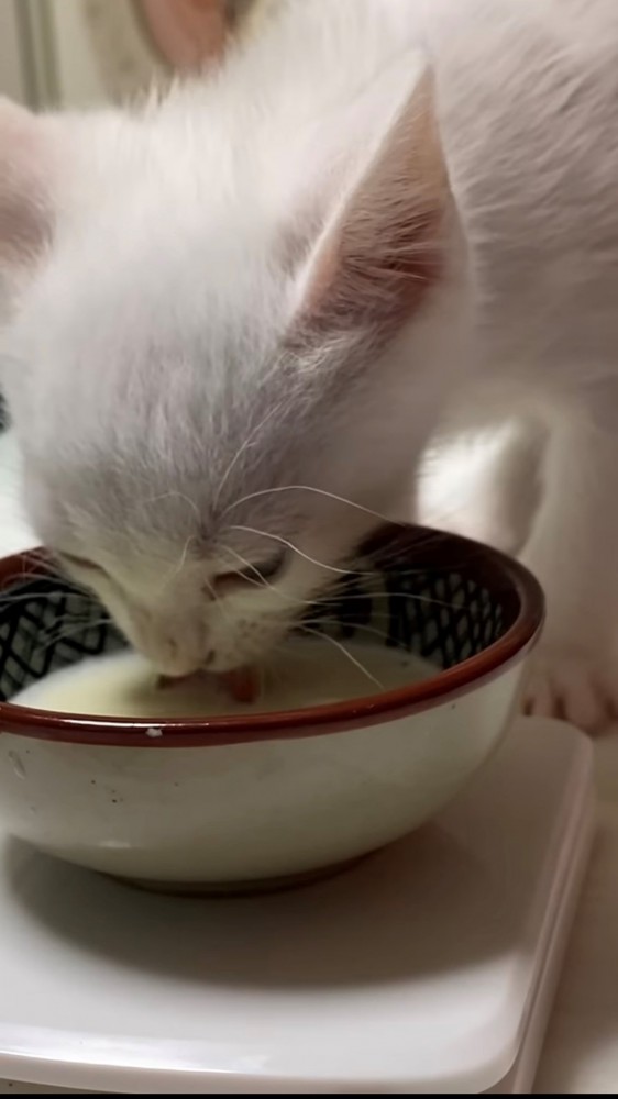 ミルクを飲む子猫