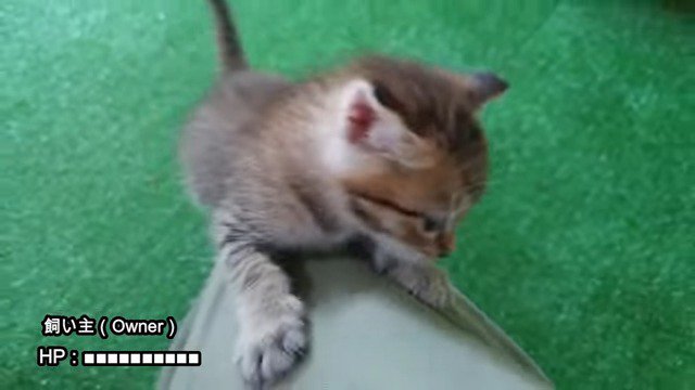 飼い主さんの膝の上に乗る小鉄くん