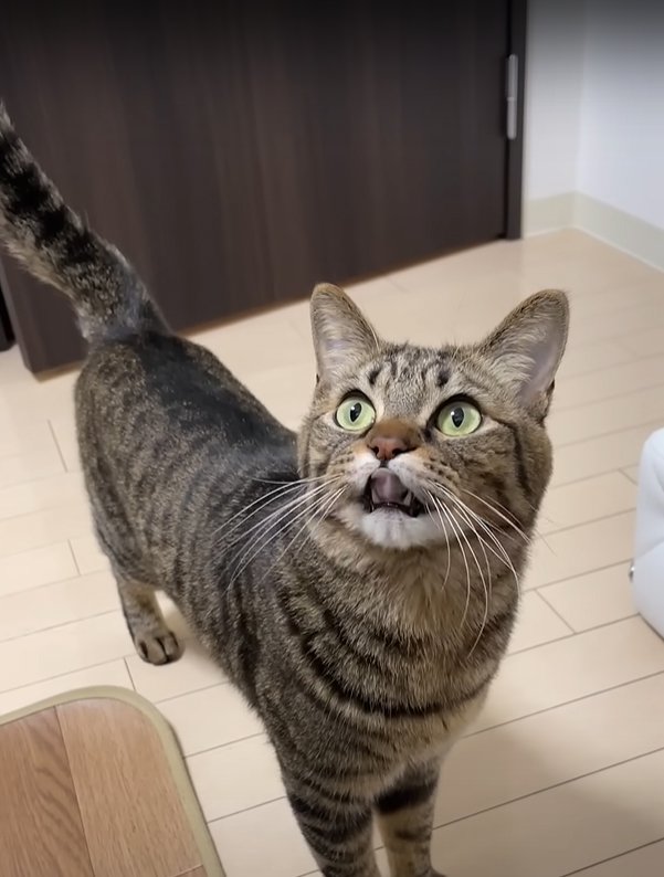 ご飯の催促をする猫