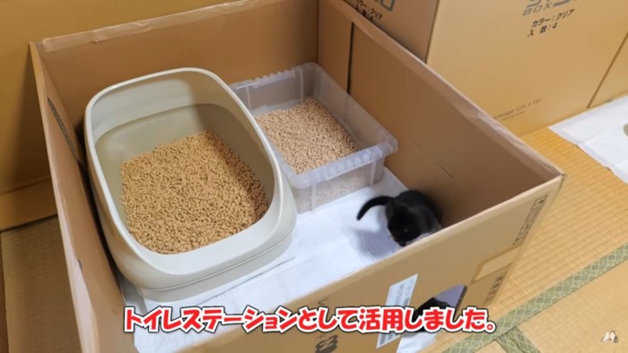 猫用トイレを置いているダンボールと猫