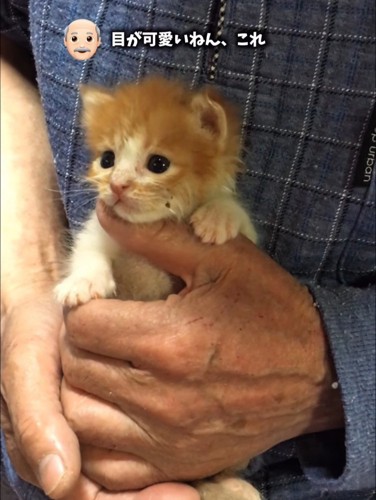 手のひらに収まる子猫