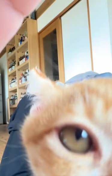 子猫の顔のアップ