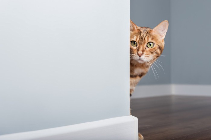 のぞく猫