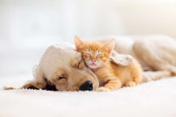 寝ている子犬と子猫