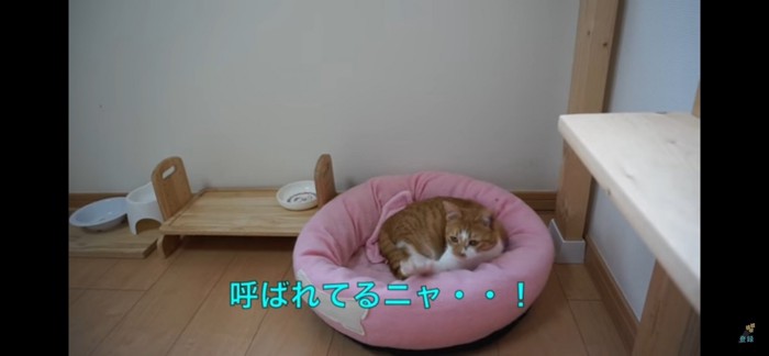 子猫