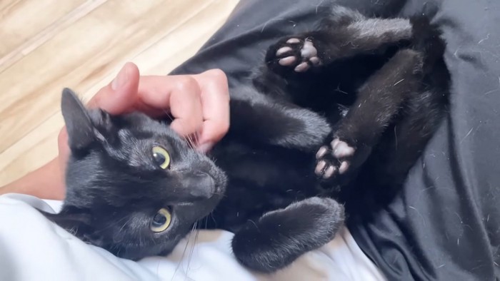 肉球を見せるクロミちゃん