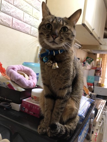 台の上の猫