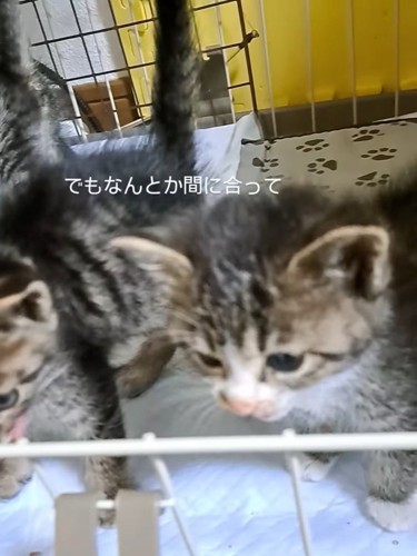 ケージにいる子猫たち