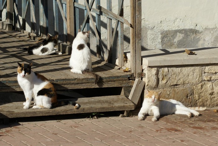 猫の集会