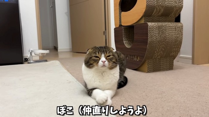 前足を重ねる猫