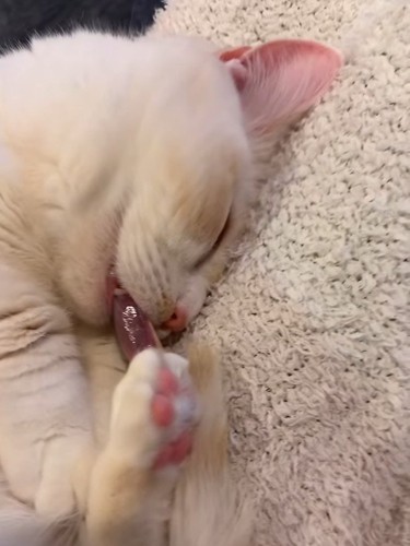 寝ている猫の顔