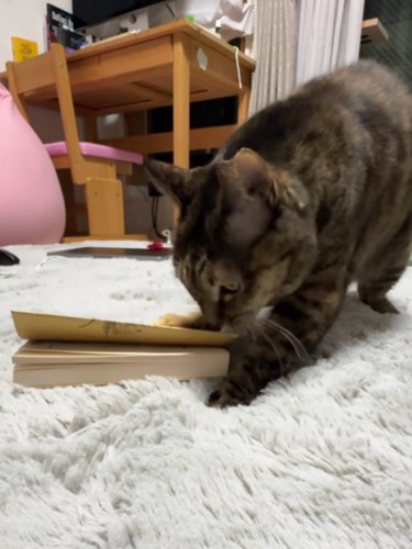 本を制圧する猫
