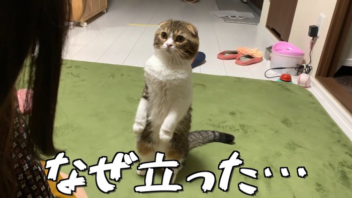 立ち上がる猫