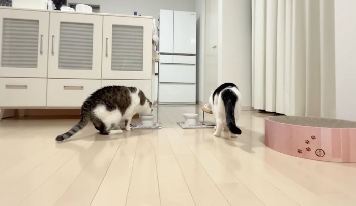 ごはんを食べる猫2匹の後姿