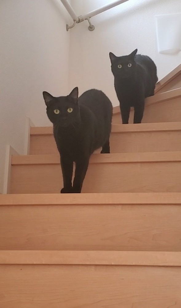 階段にいる猫たち