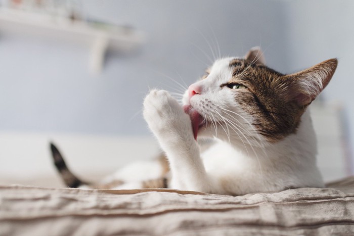 毛繕いしている猫