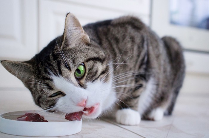 肉を美味しそうに食べる猫