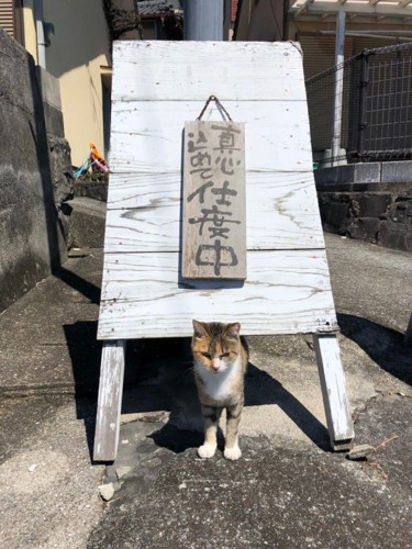 支度中の猫